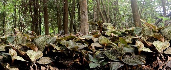 <a href=http://www.08niu.cn/wiki.html target='_blank'>金線蓮功效</a>