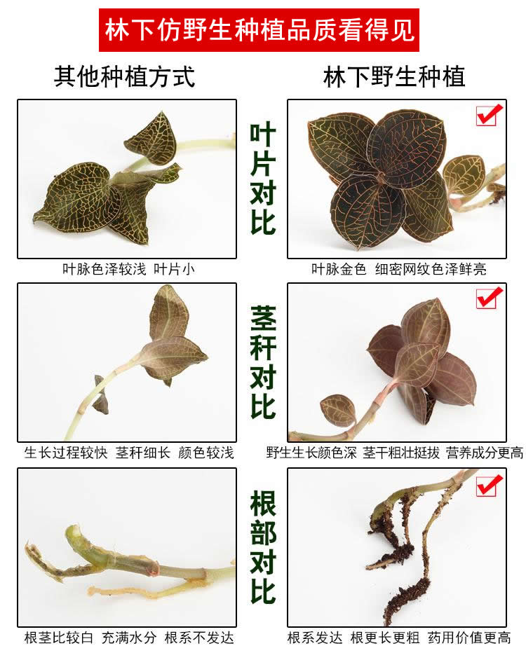 <a href=http://www.08niu.cn/ target='_blank'>金線蓮</a>林下種植