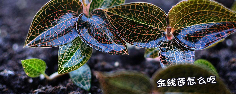 <a href=http://www.08niu.cn/ target='_blank'>金線蓮</a>怎么吃
