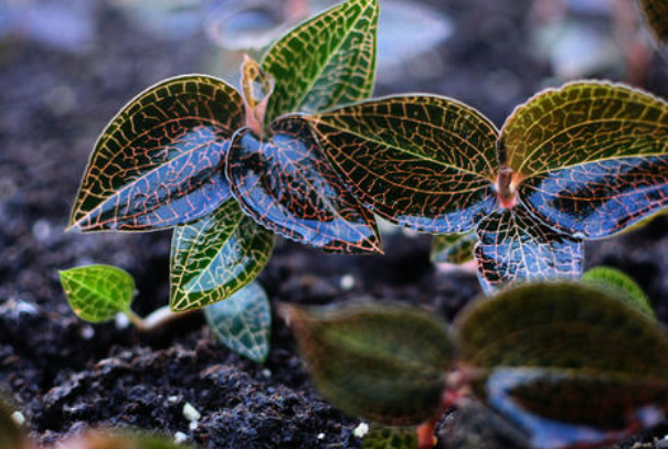 <a href=http://www.08niu.cn/ target='_blank'>金線蓮</a>可以當之無愧地稱為“珍品”，很多人的煲湯首選