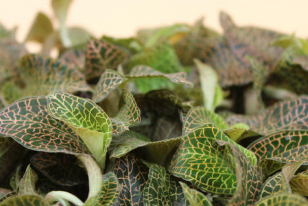 <a href=http://www.08niu.cn/ target='_blank'>金線蓮</a>可以當之無愧地稱為“珍品”，很多人的煲湯首選