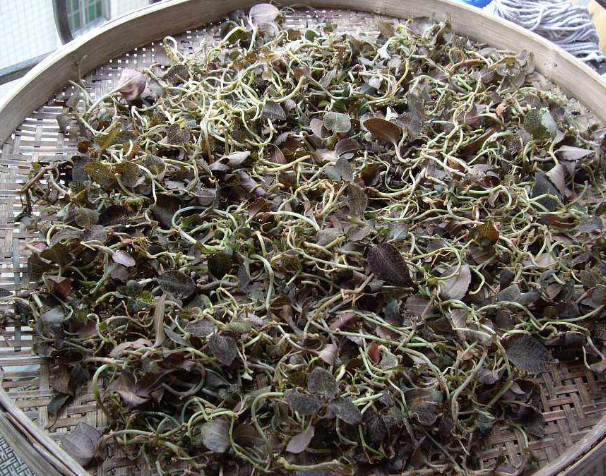 金線蓮可以當之無愧地稱為“珍品”，很多人的煲湯首選