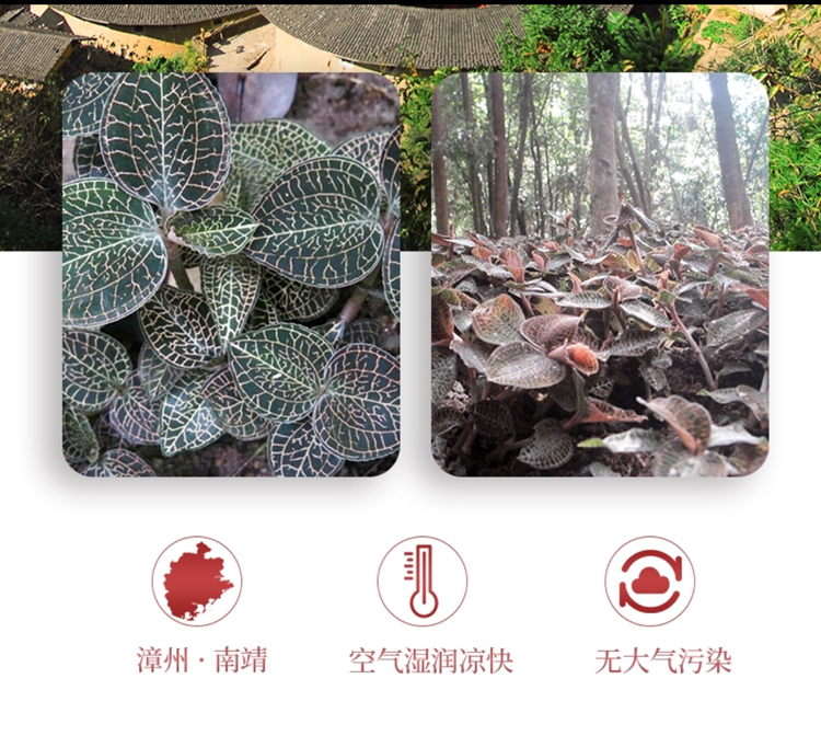 <a href=http://www.08niu.cn/ target='_blank'>金線蓮</a>干品 50克10管 禮盒裝